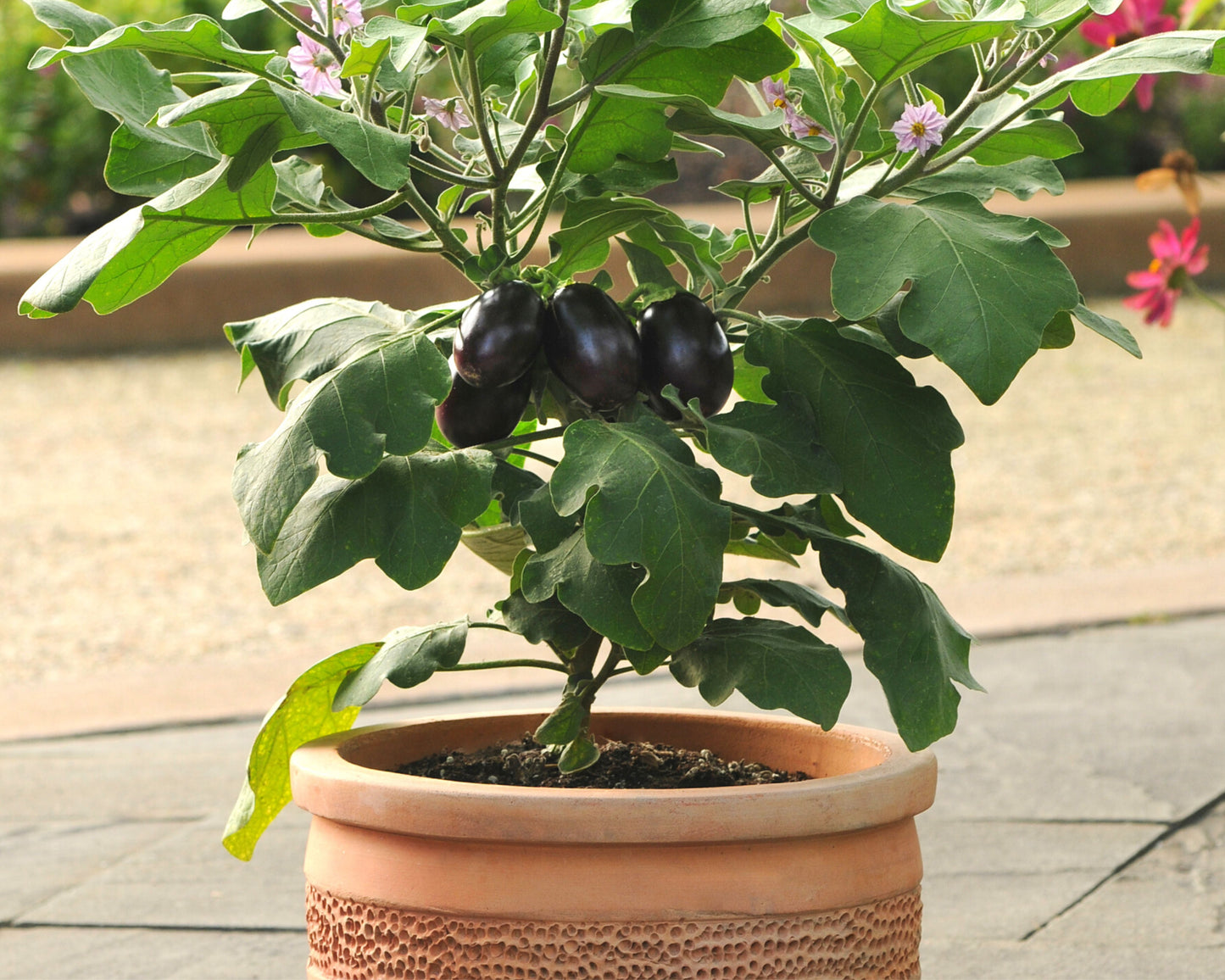 Patio Baby Hybrid Eggplant Seeds