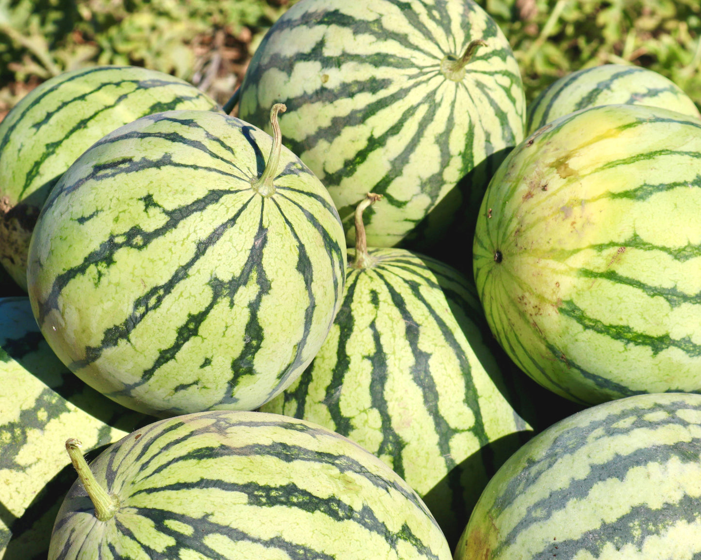 Yellow Doll Hybrid Watermelon Seeds