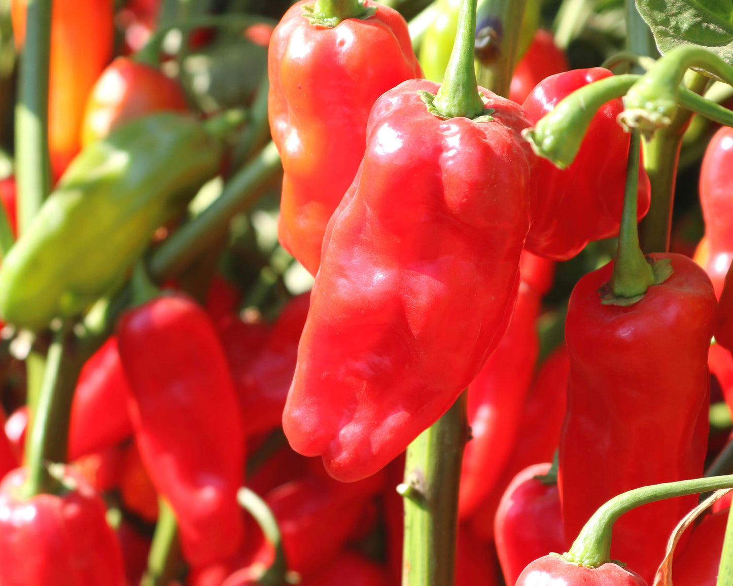 Roulette Habanero Hybrid Pepper Seeds