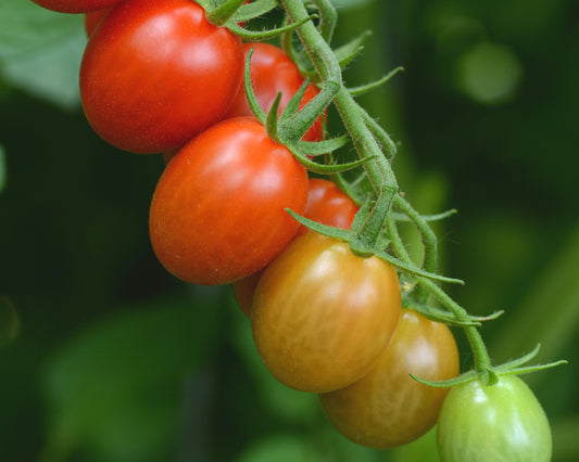 Sugar Rush Hybrid Tomato Seeds