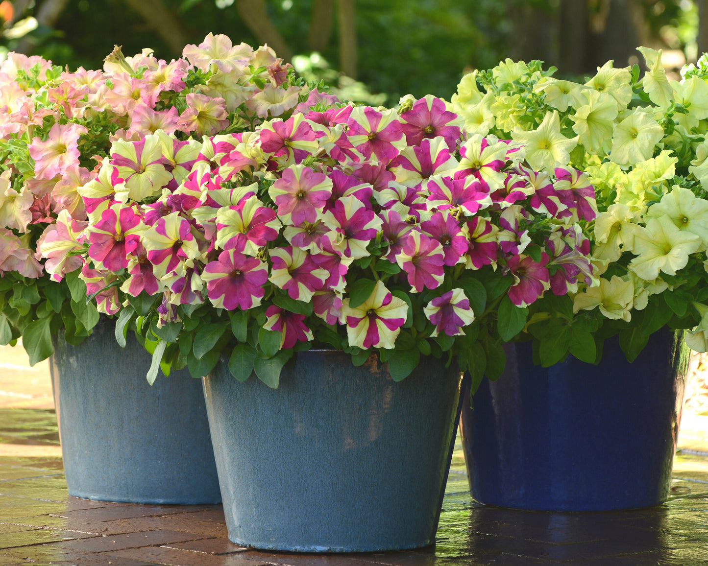 Sophistica Lime Bicolor Hybrid Petunia Seeds