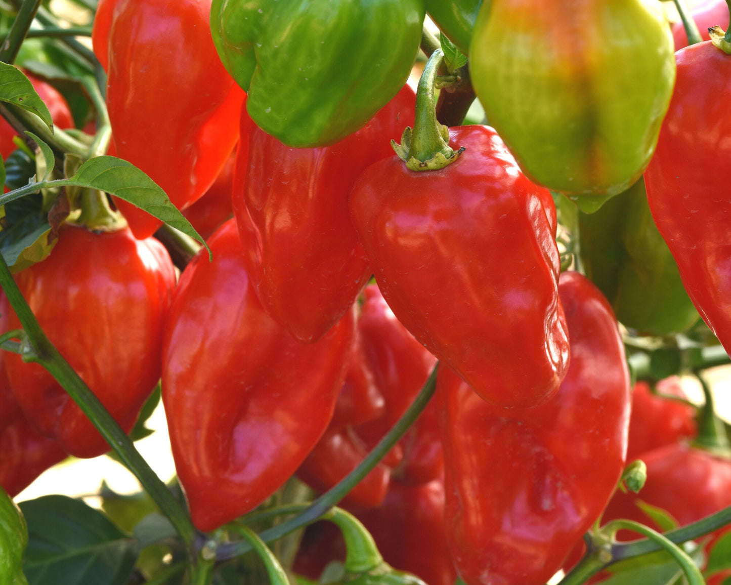 Primero Red Habanero Hybrid Pepper Seeds