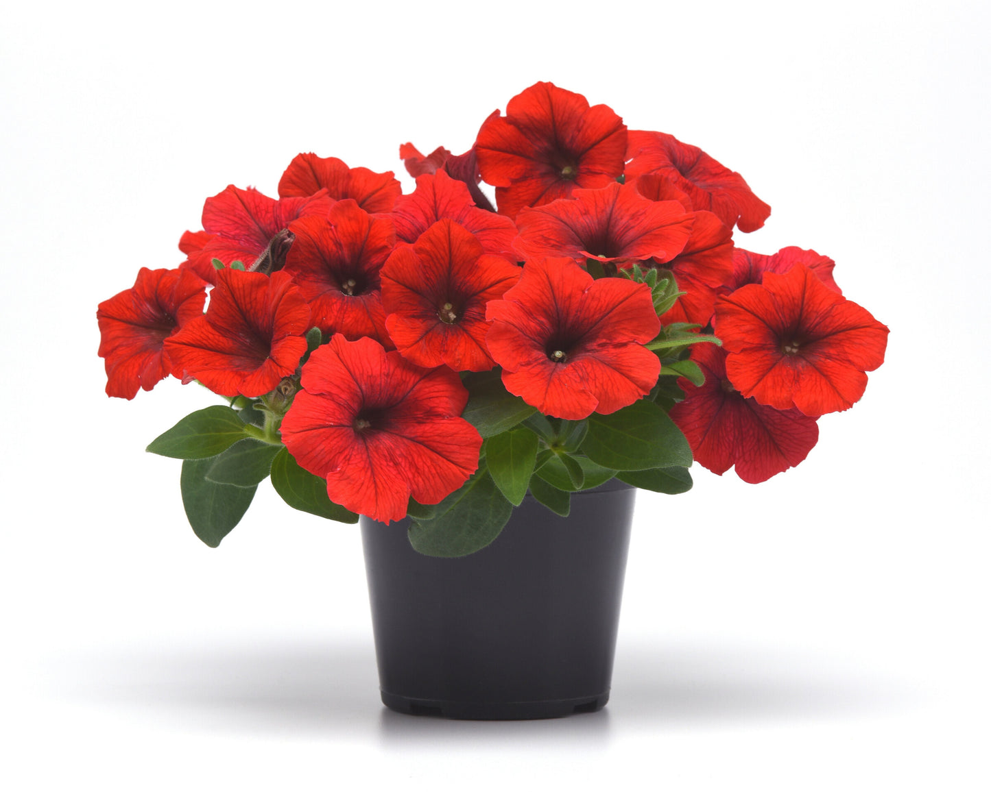 E3 Easy Wave Red Hybrid Spreading Petunia