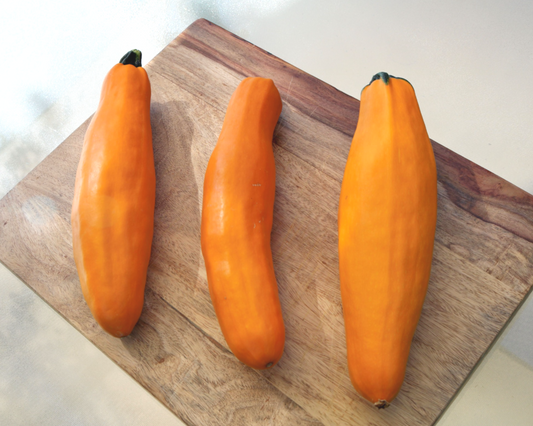 Gold Rush Hybrid Zucchini Squash Seeds