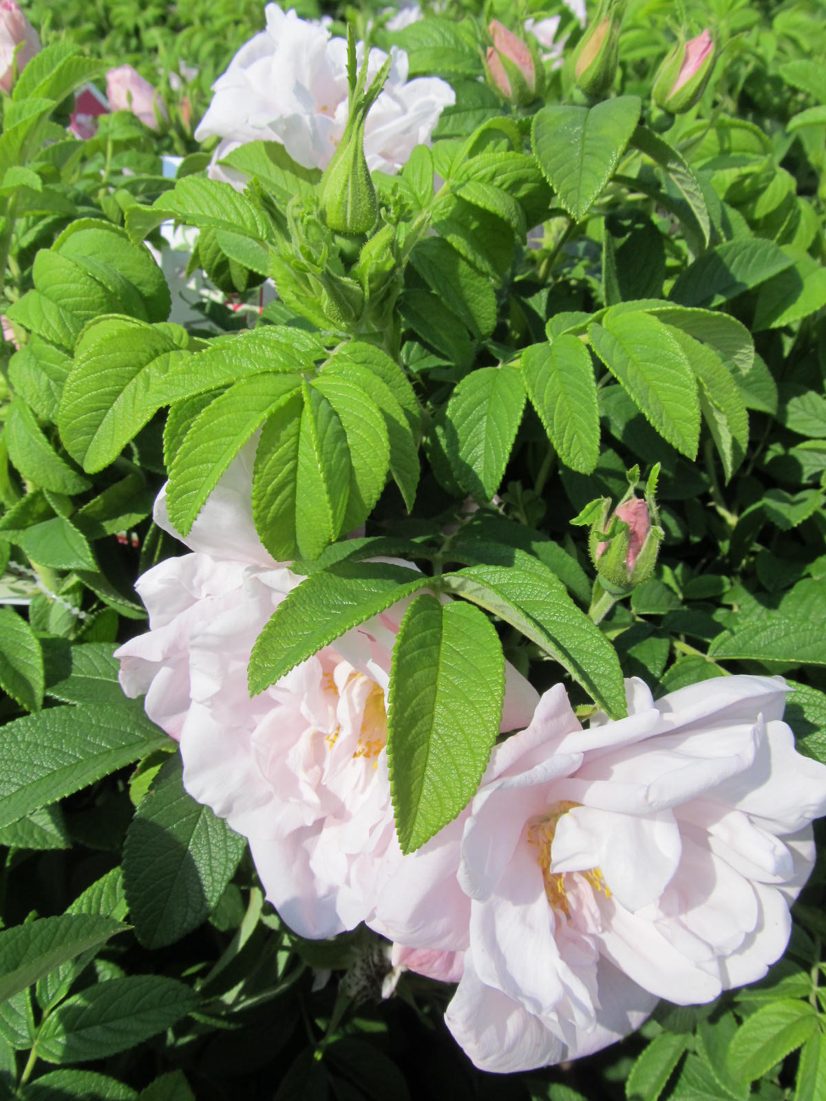 Snow Pavement Rose