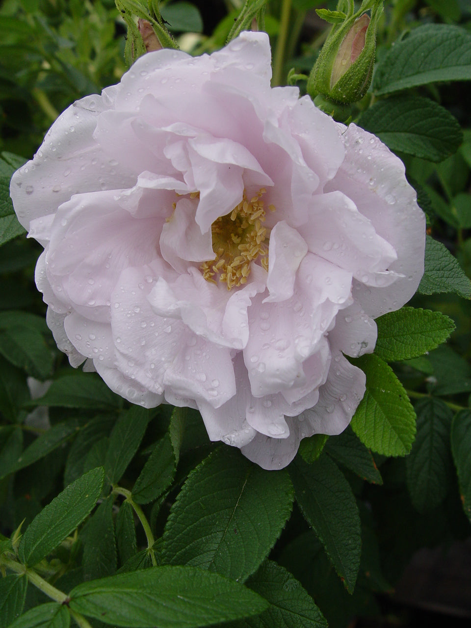 Snow Pavement Rose