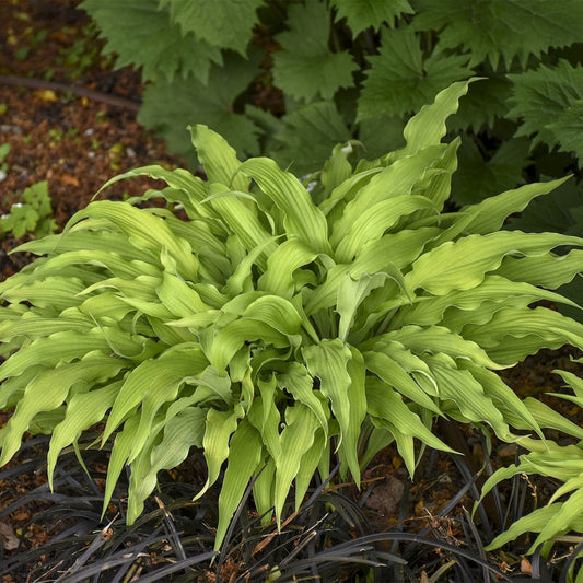 Hosta 'Curly Fries'