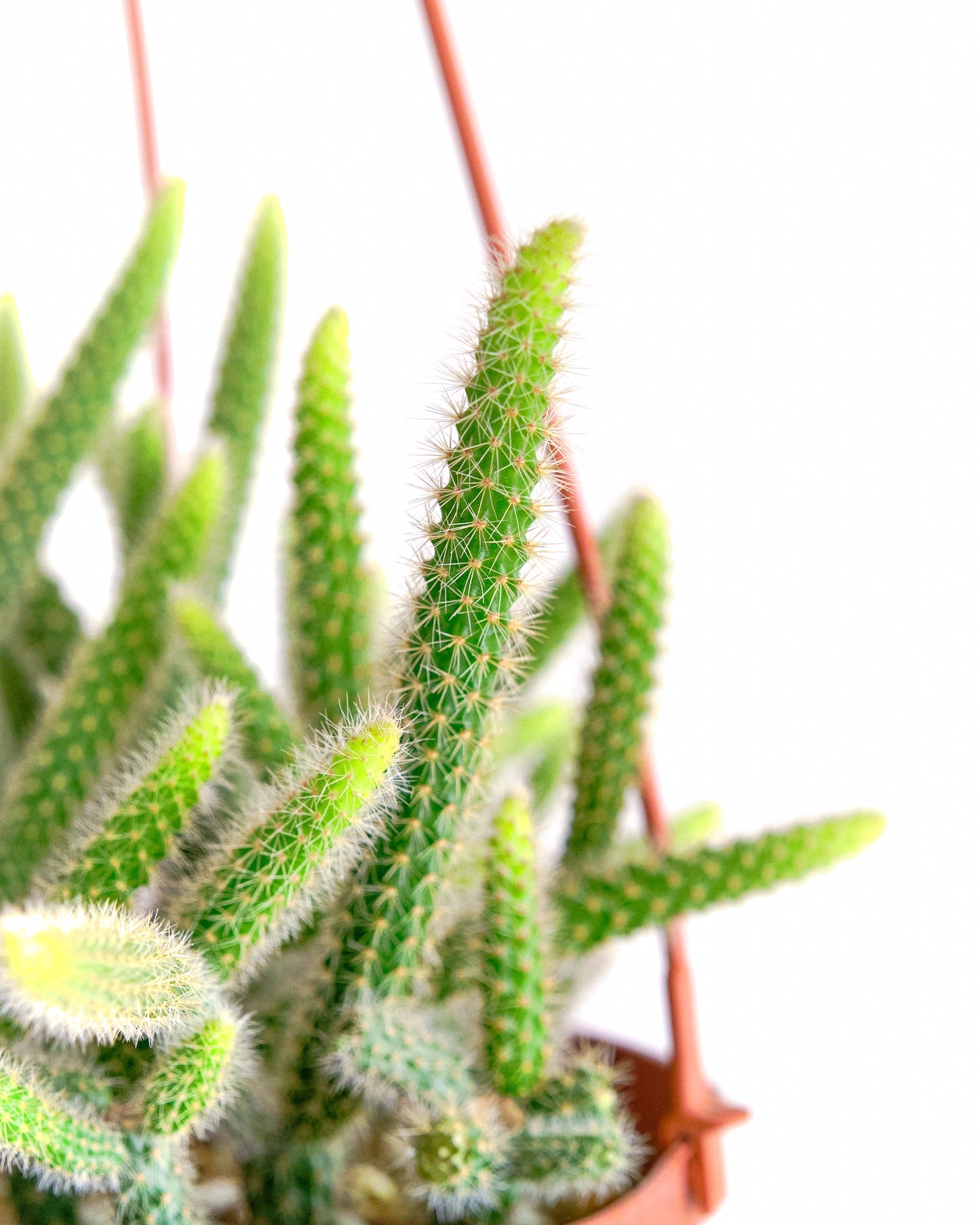 Rat's Tail Cactus Plant "Aporocactus Flagelliformis"