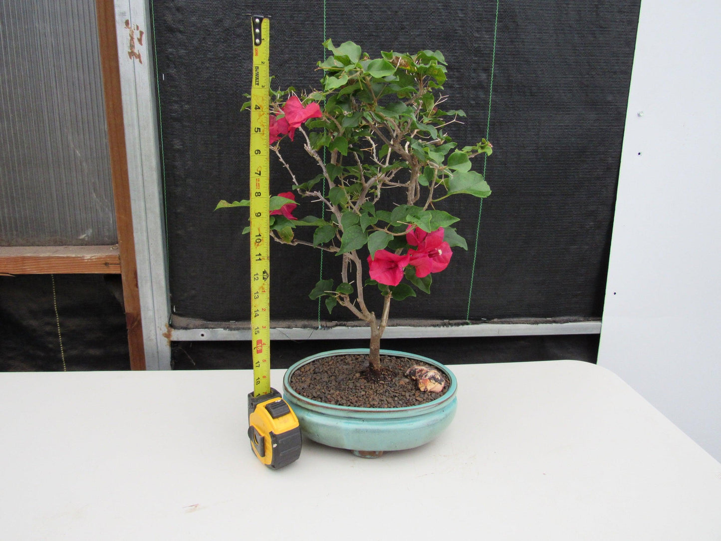 Red Bougainvillea Bonsai Tree