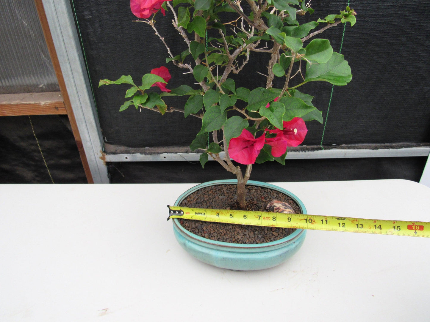 Red Bougainvillea Bonsai Tree