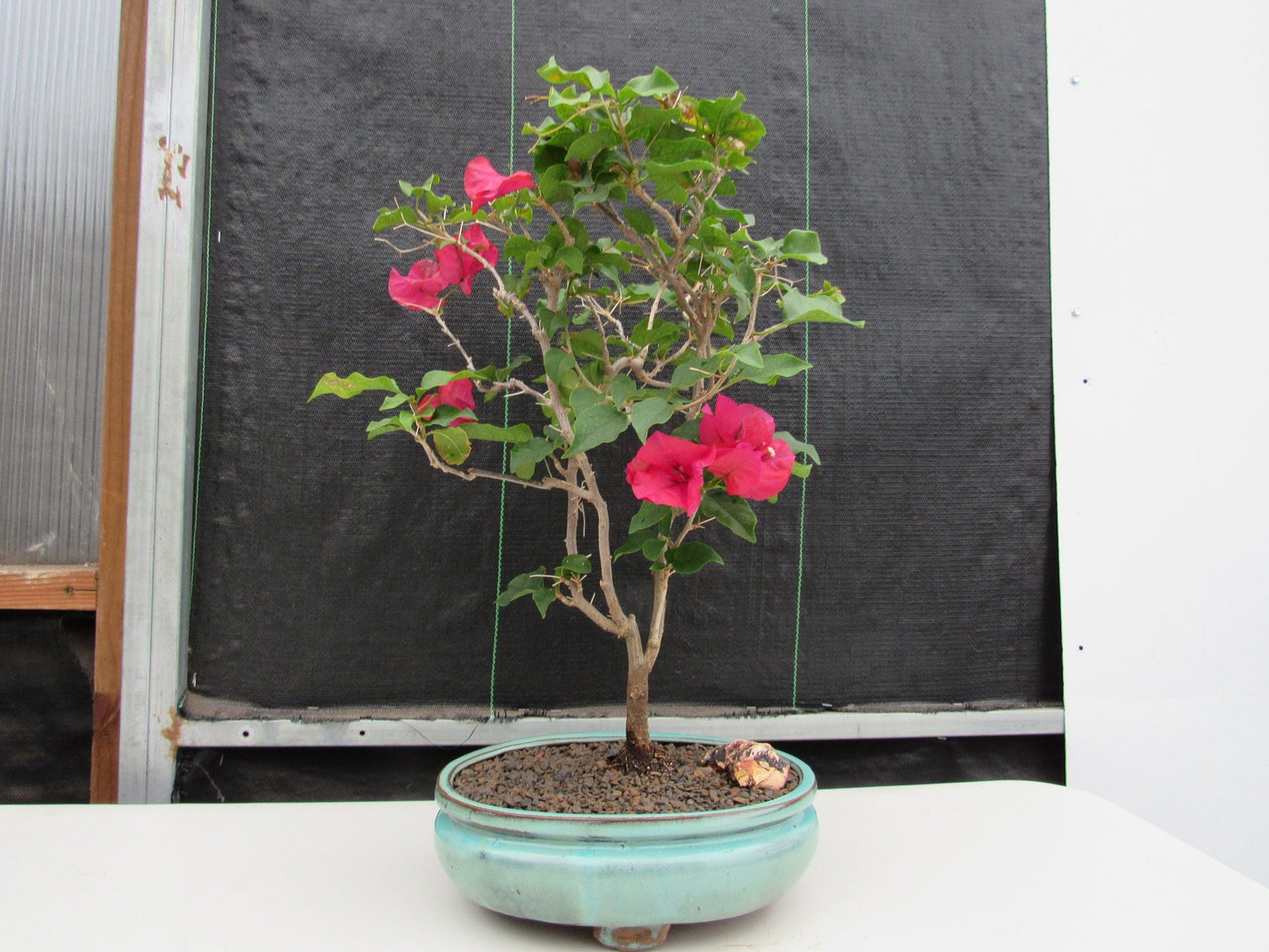 Red Bougainvillea Bonsai Tree