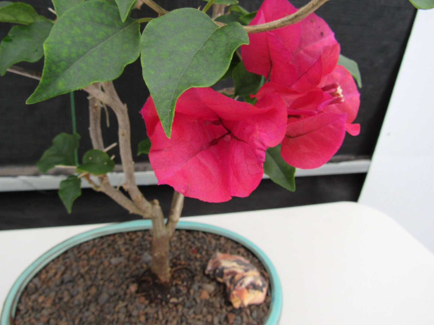 Red Bougainvillea Bonsai Tree