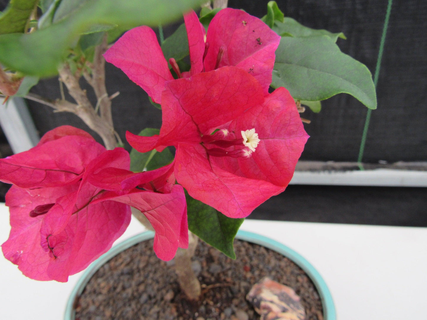 Red Bougainvillea Bonsai Tree