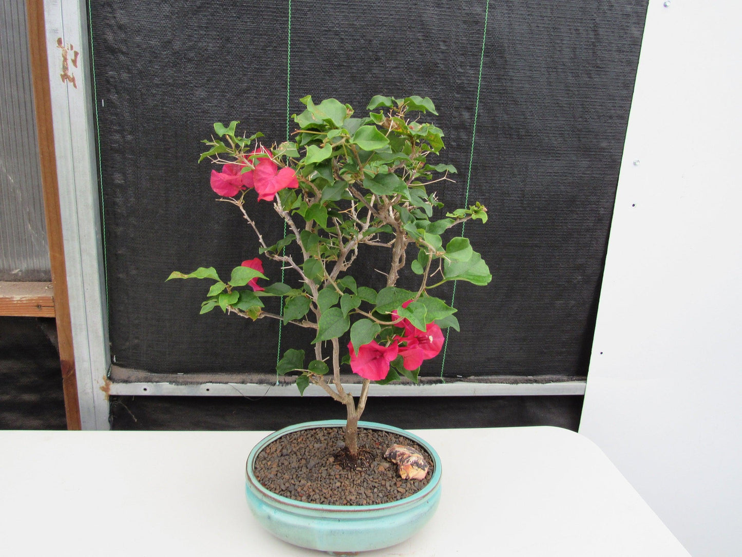 Red Bougainvillea Bonsai Tree