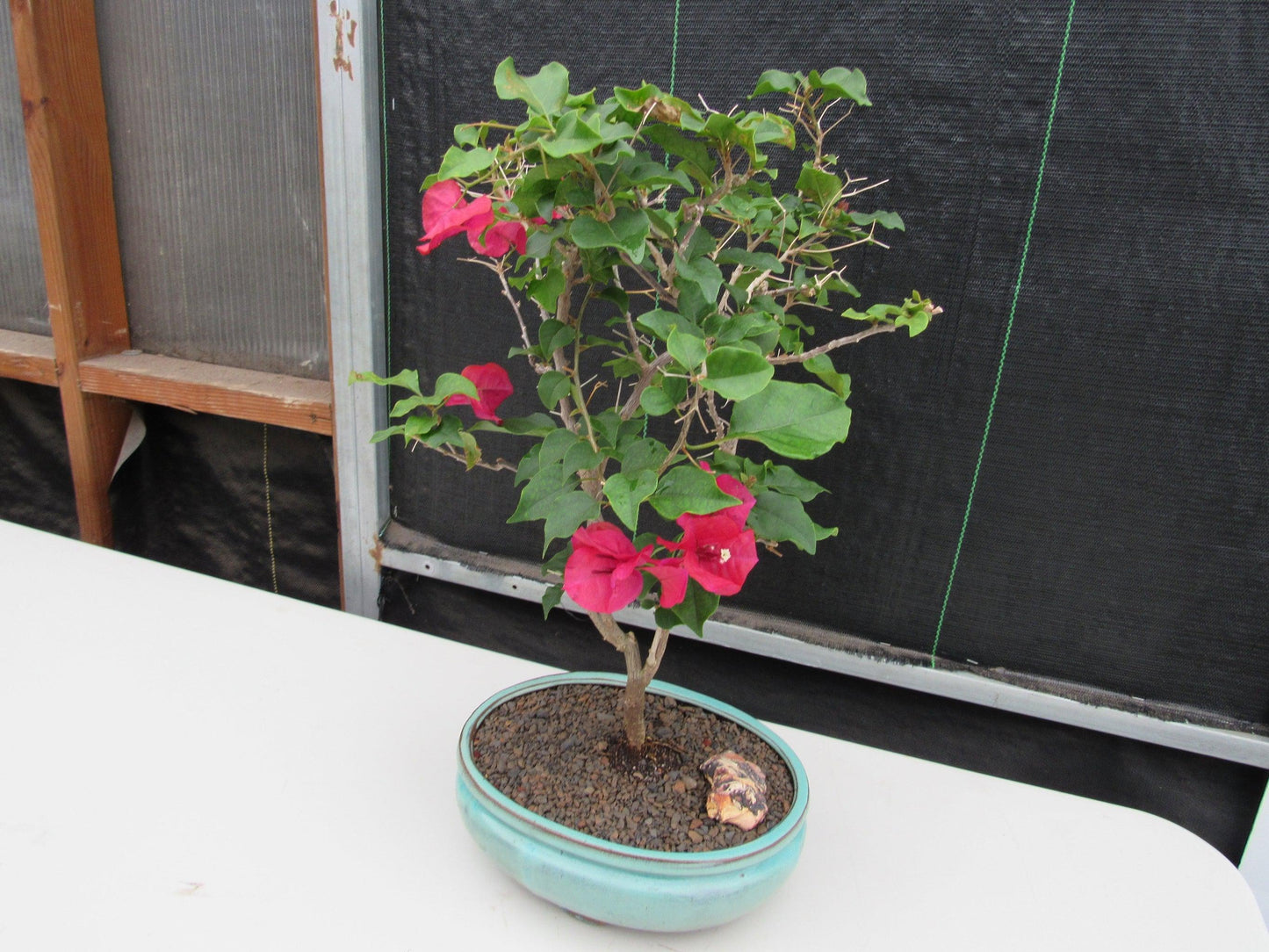 Red Bougainvillea Bonsai Tree