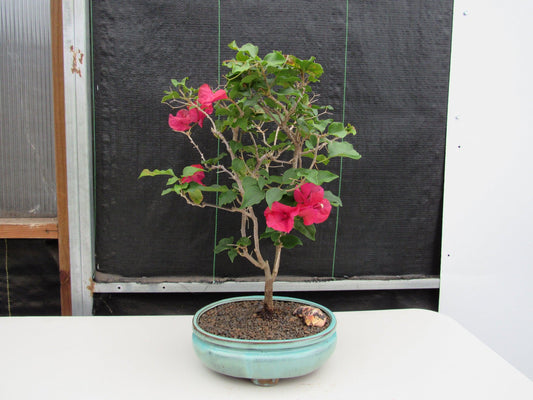 Red Bougainvillea Bonsai Tree