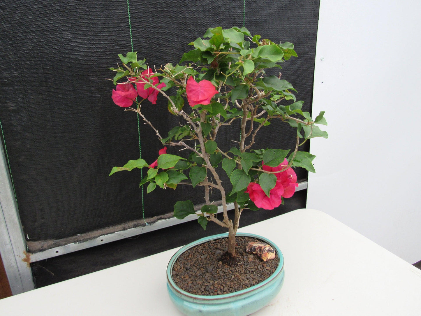 Red Bougainvillea Bonsai Tree