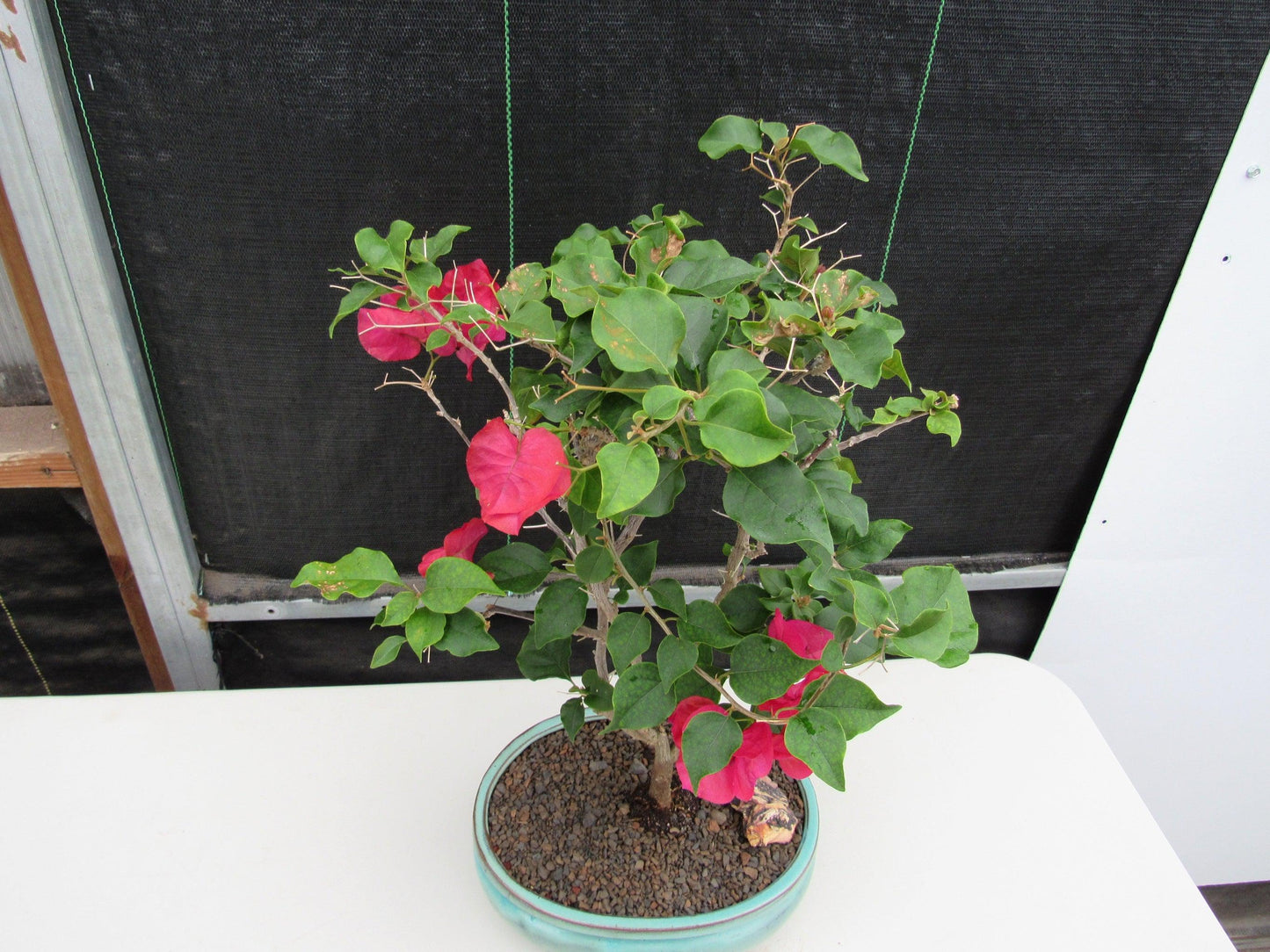 Red Bougainvillea Bonsai Tree