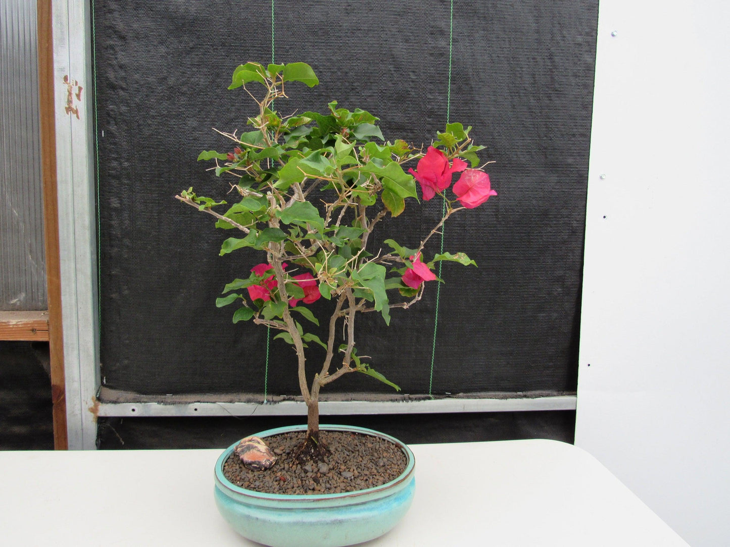 Red Bougainvillea Bonsai Tree