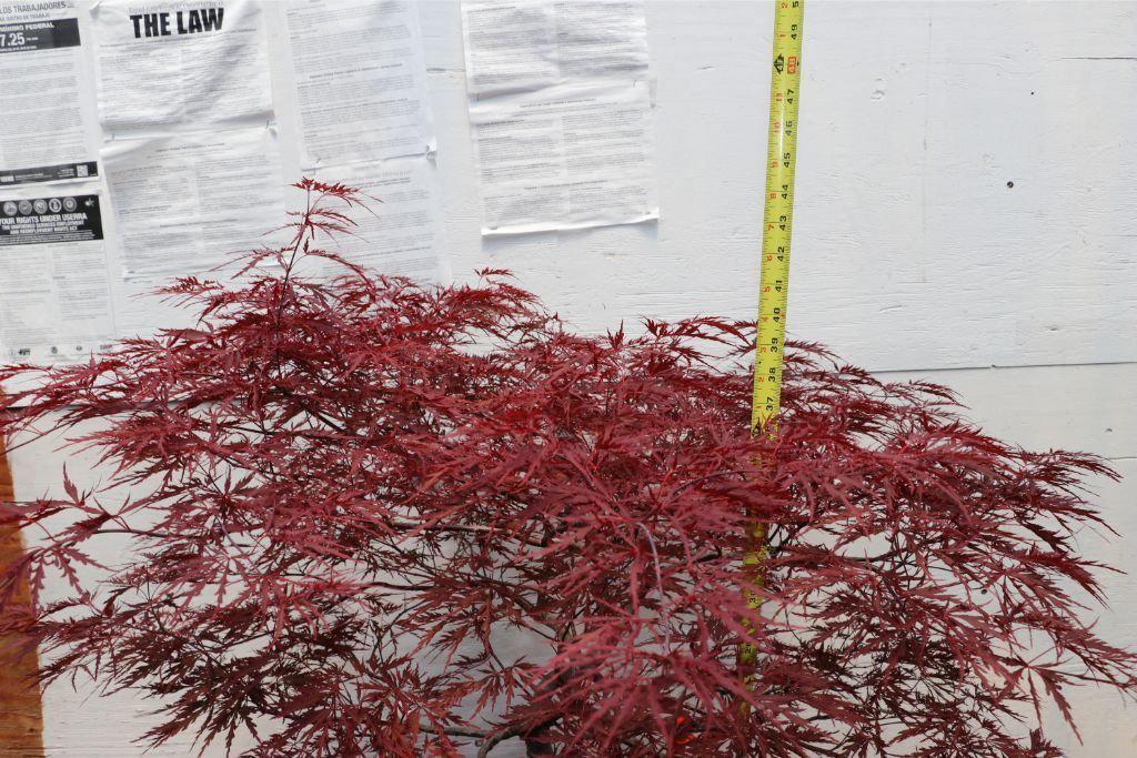 Red Dragon Maple Specimen Bonsai Tree