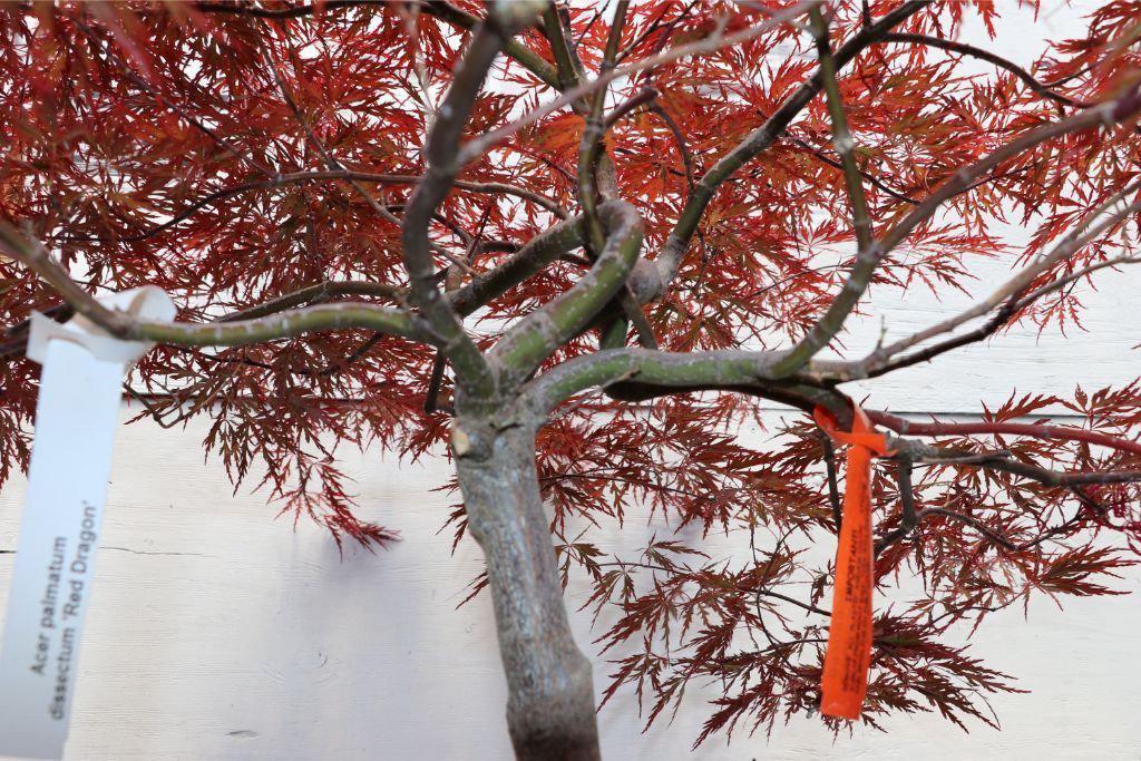 Red Dragon Maple Specimen Bonsai Tree