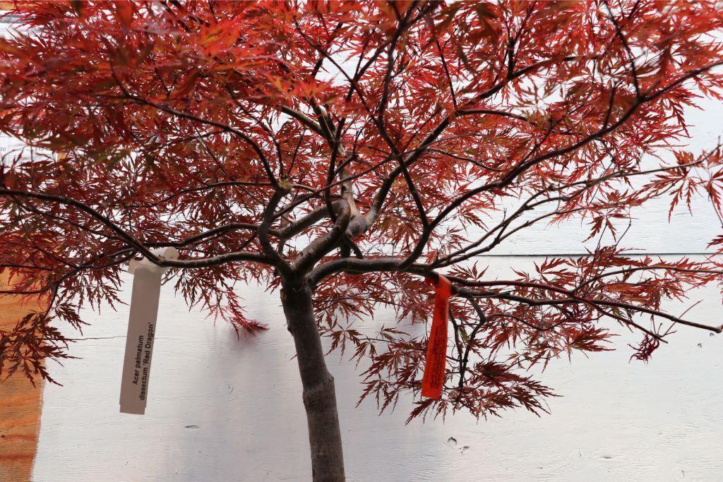 Red Dragon Maple Specimen Bonsai Tree