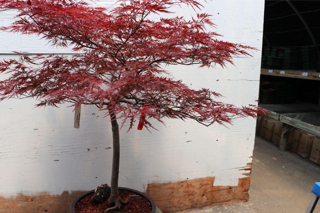 Red Dragon Maple Specimen Bonsai Tree