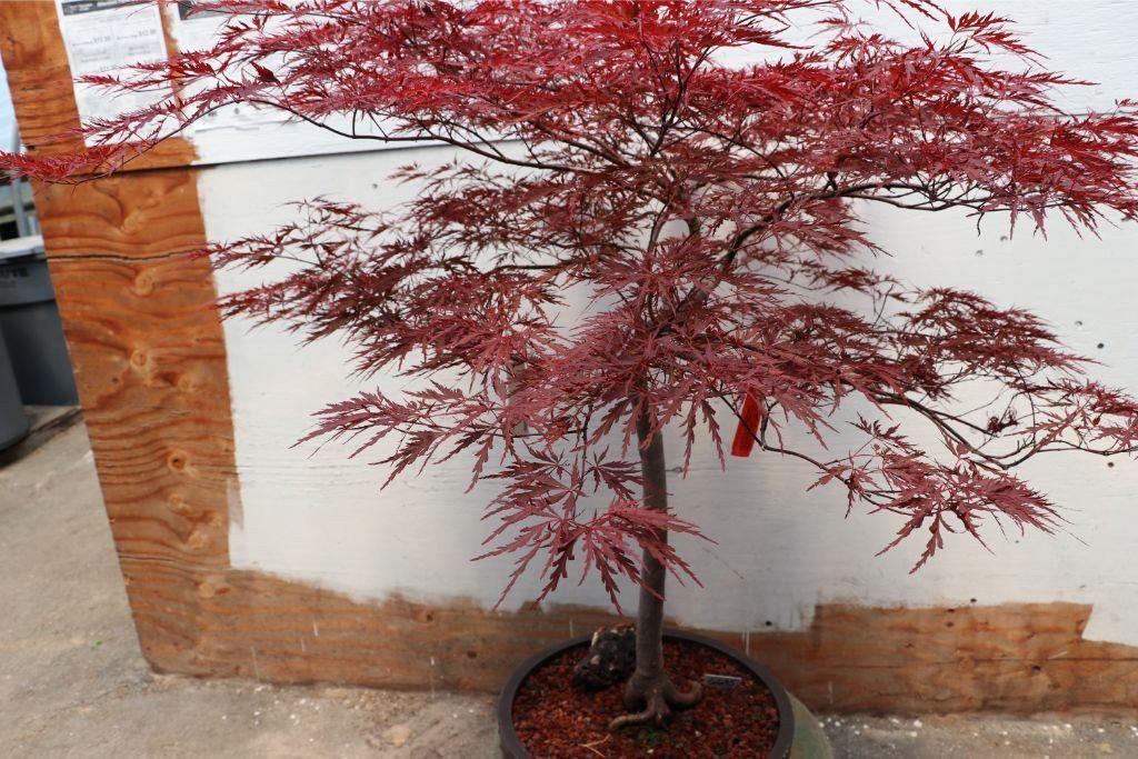 Red Dragon Maple Specimen Bonsai Tree