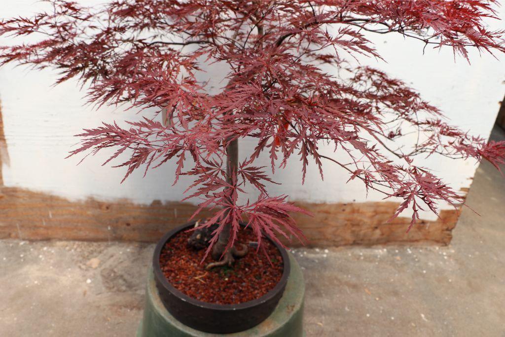 Red Dragon Maple Specimen Bonsai Tree