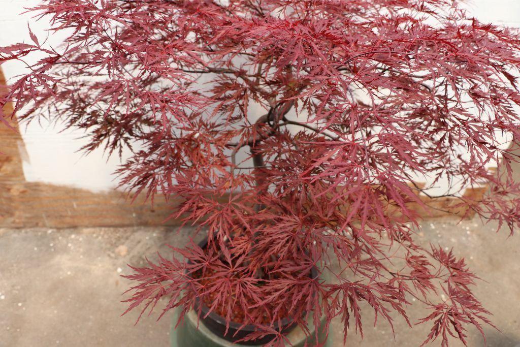 Red Dragon Maple Specimen Bonsai Tree