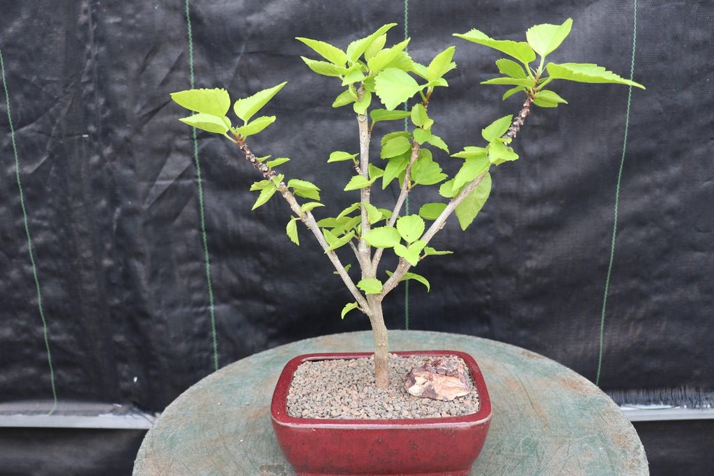 Red Hibiscus Bonsai Tree