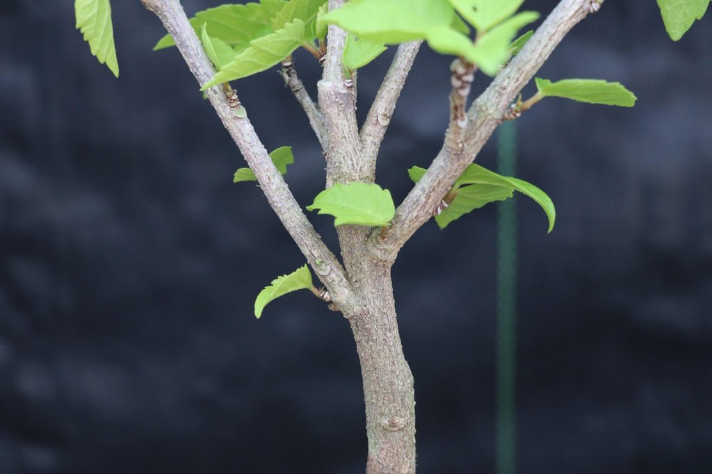 Red Hibiscus Bonsai Tree