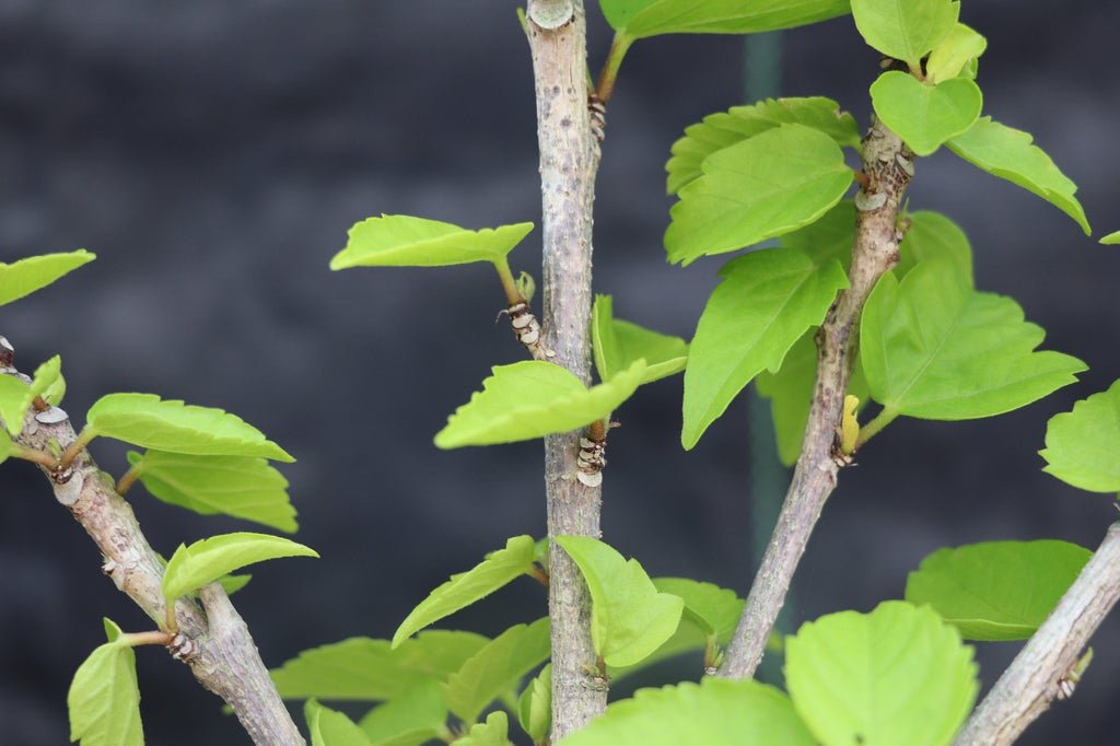 Red Hibiscus Bonsai Tree