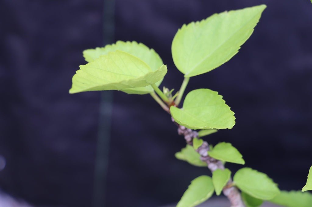 Red Hibiscus Bonsai Tree