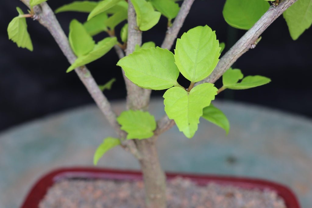 Red Hibiscus Bonsai Tree