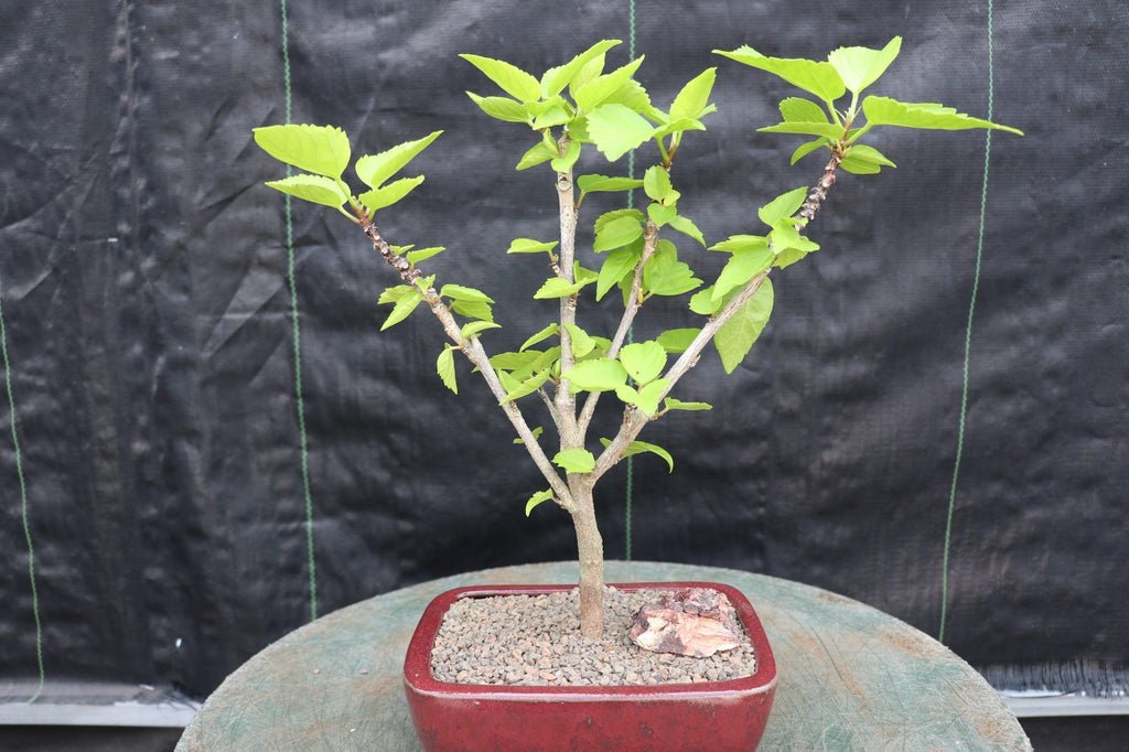 Red Hibiscus Bonsai Tree