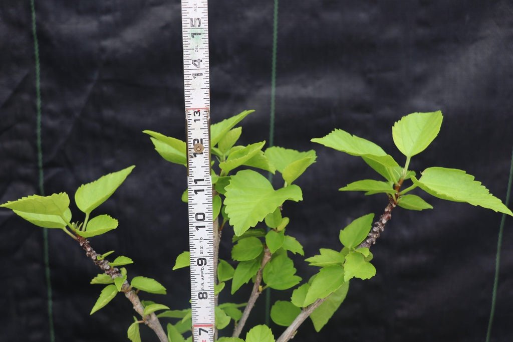 Red Hibiscus Bonsai Tree