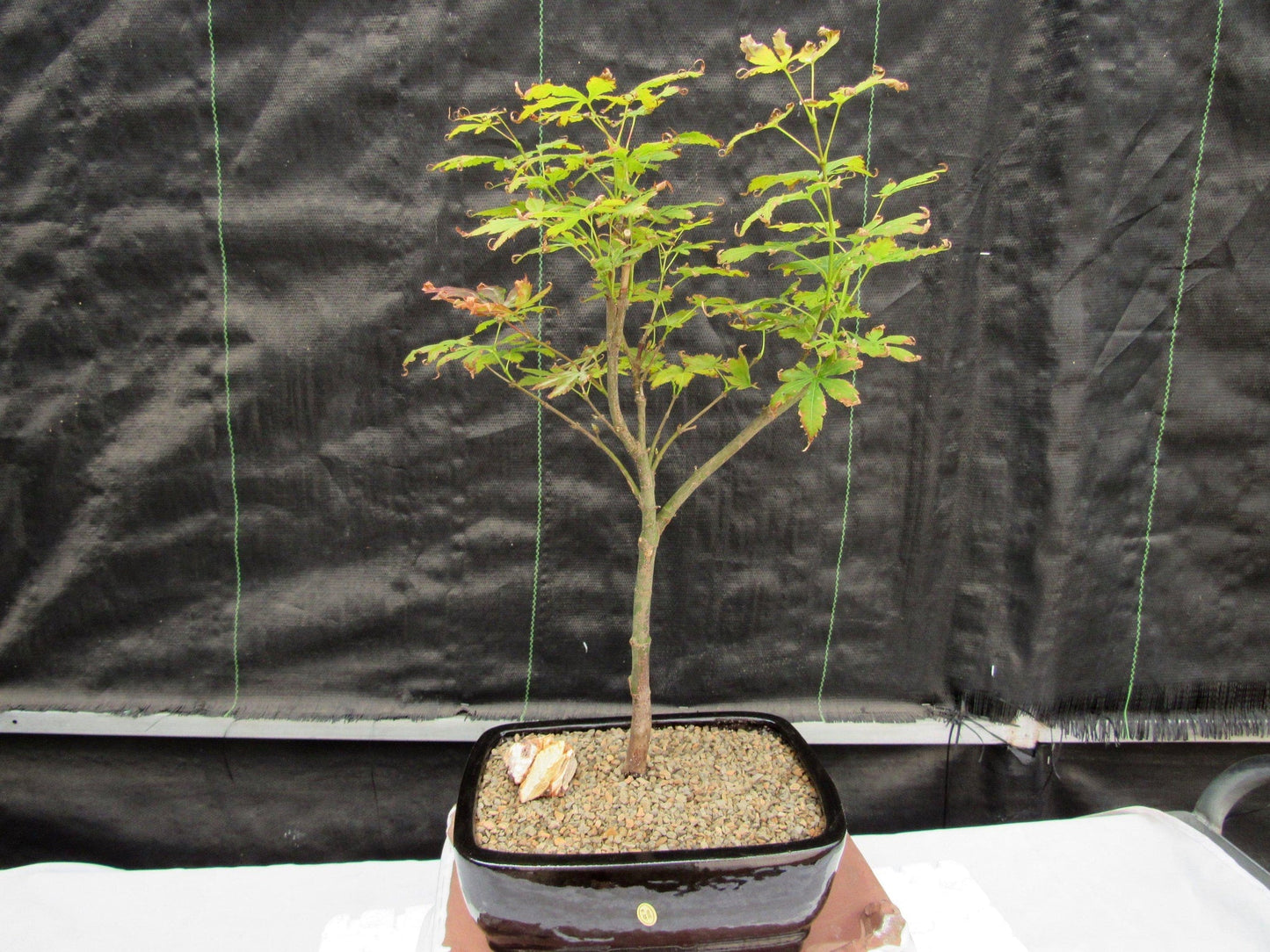 Red Japanese Maple Bonsai Tree