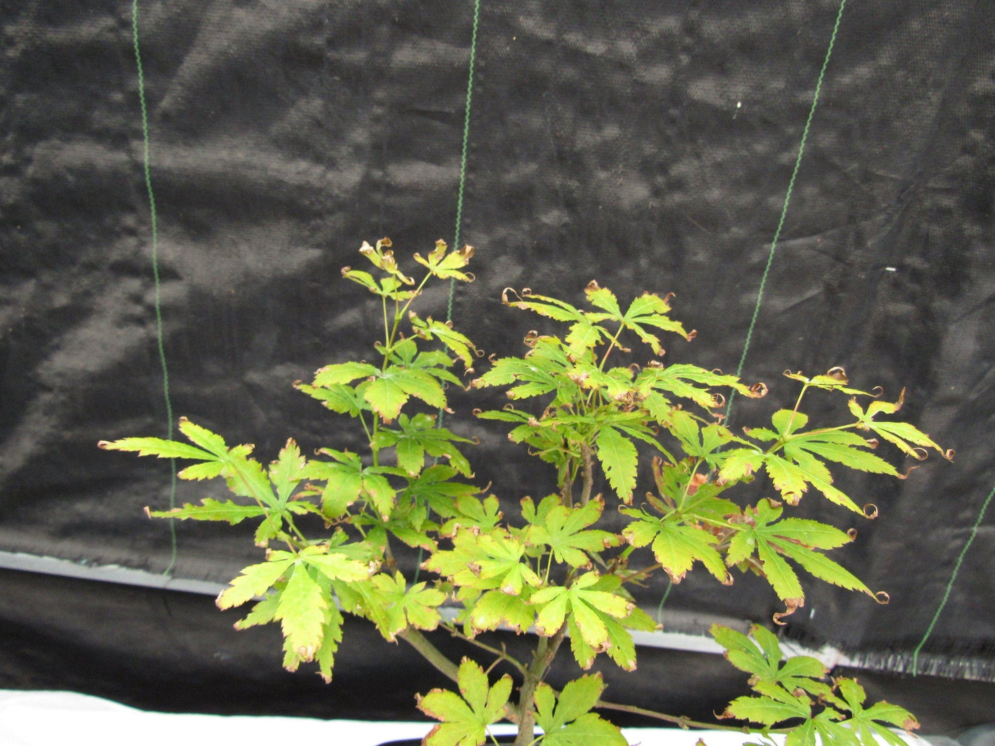 Red Japanese Maple Bonsai Tree