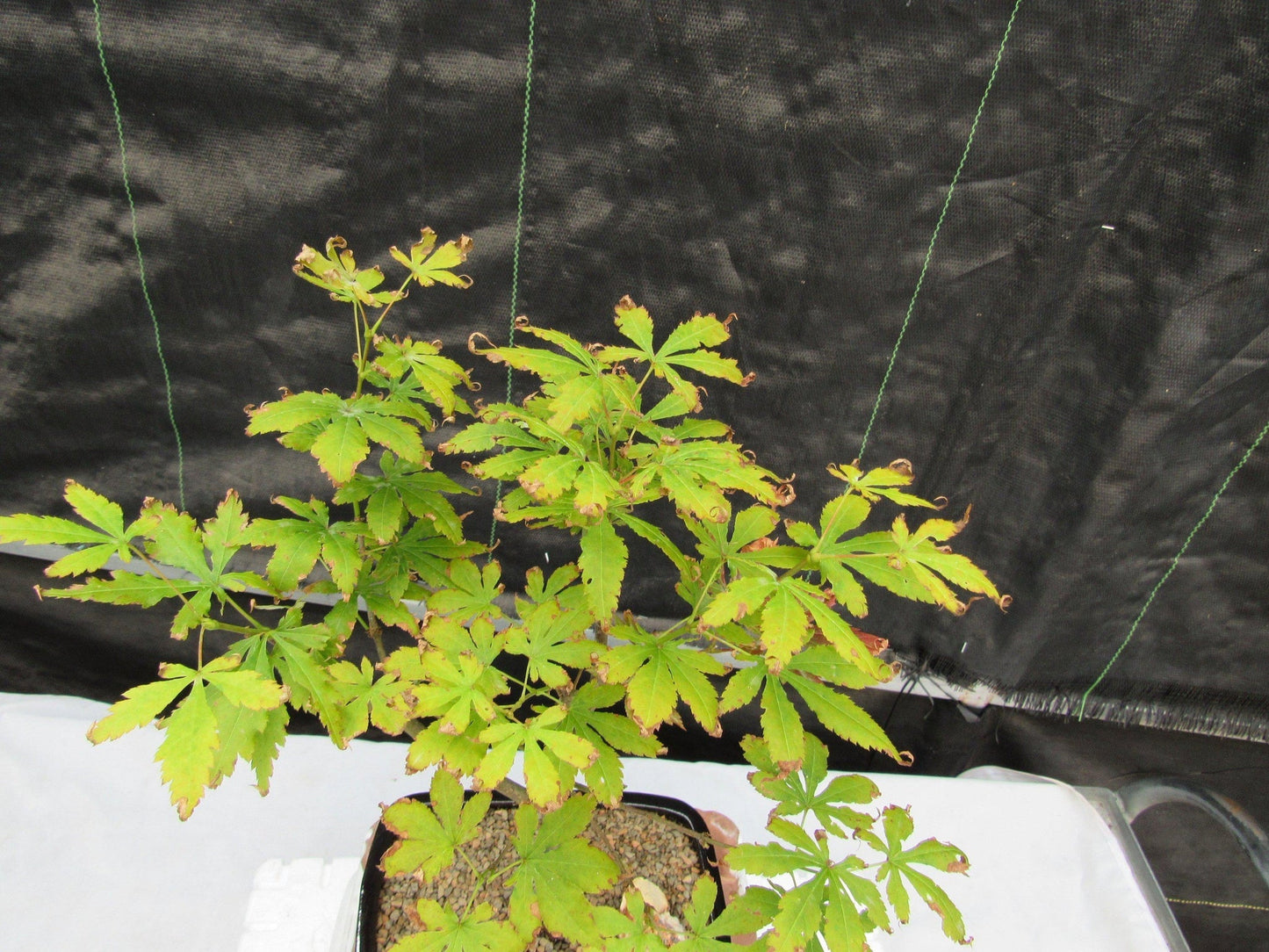 Red Japanese Maple Bonsai Tree