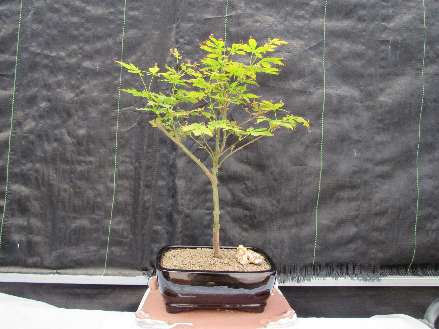 Red Japanese Maple Bonsai Tree