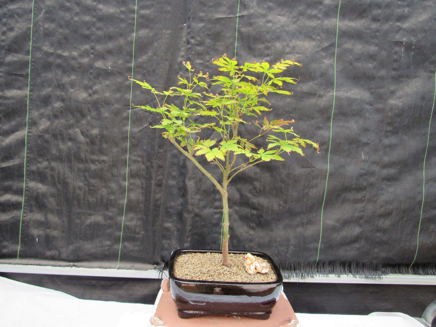 Red Japanese Maple Bonsai Tree