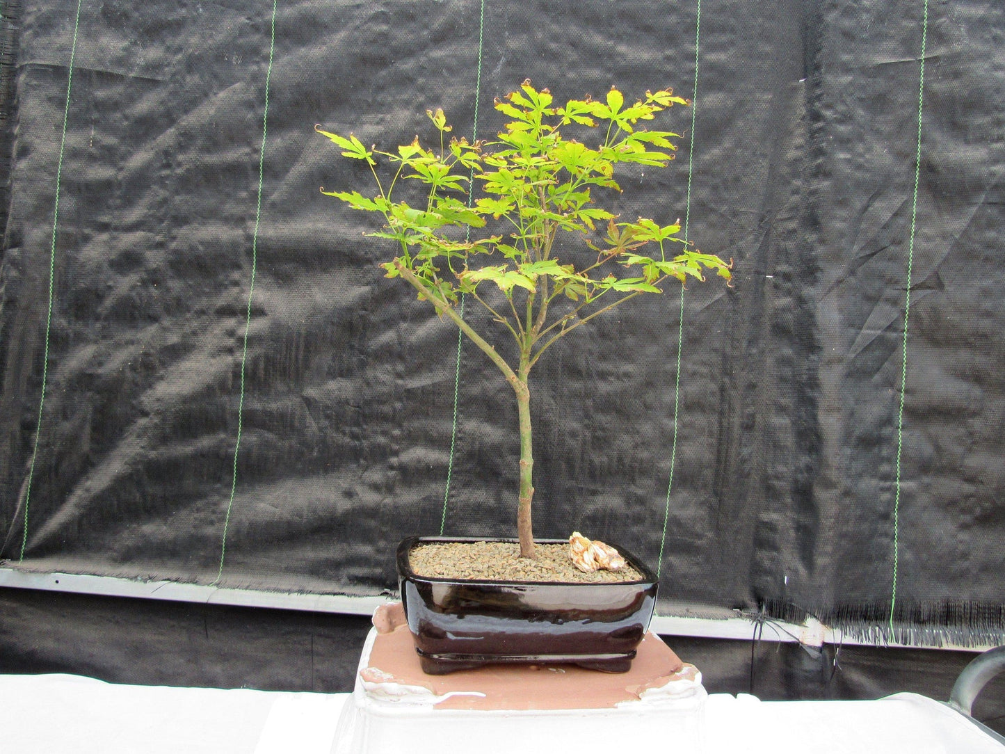 Red Japanese Maple Bonsai Tree