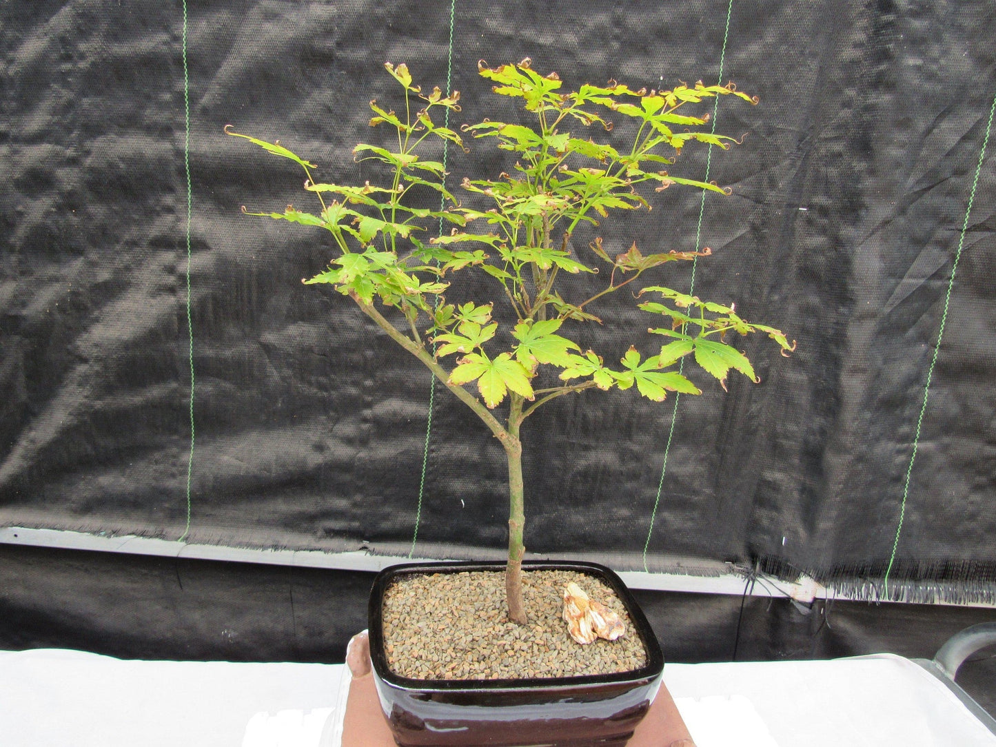 Red Japanese Maple Bonsai Tree