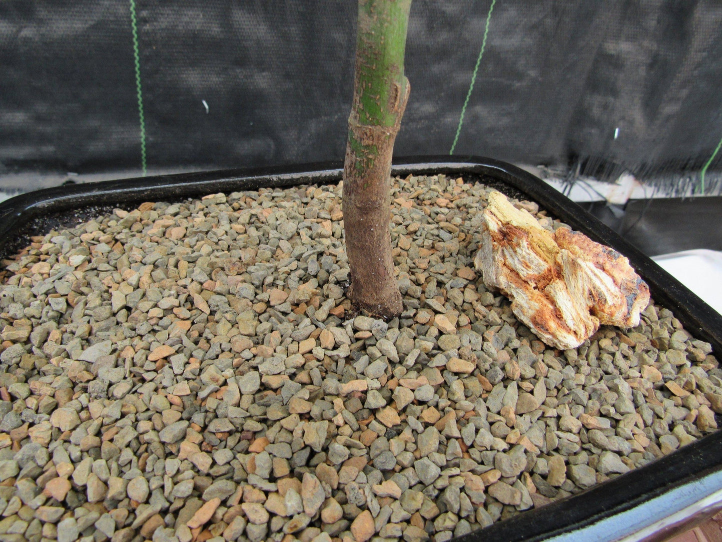 Red Japanese Maple Bonsai Tree