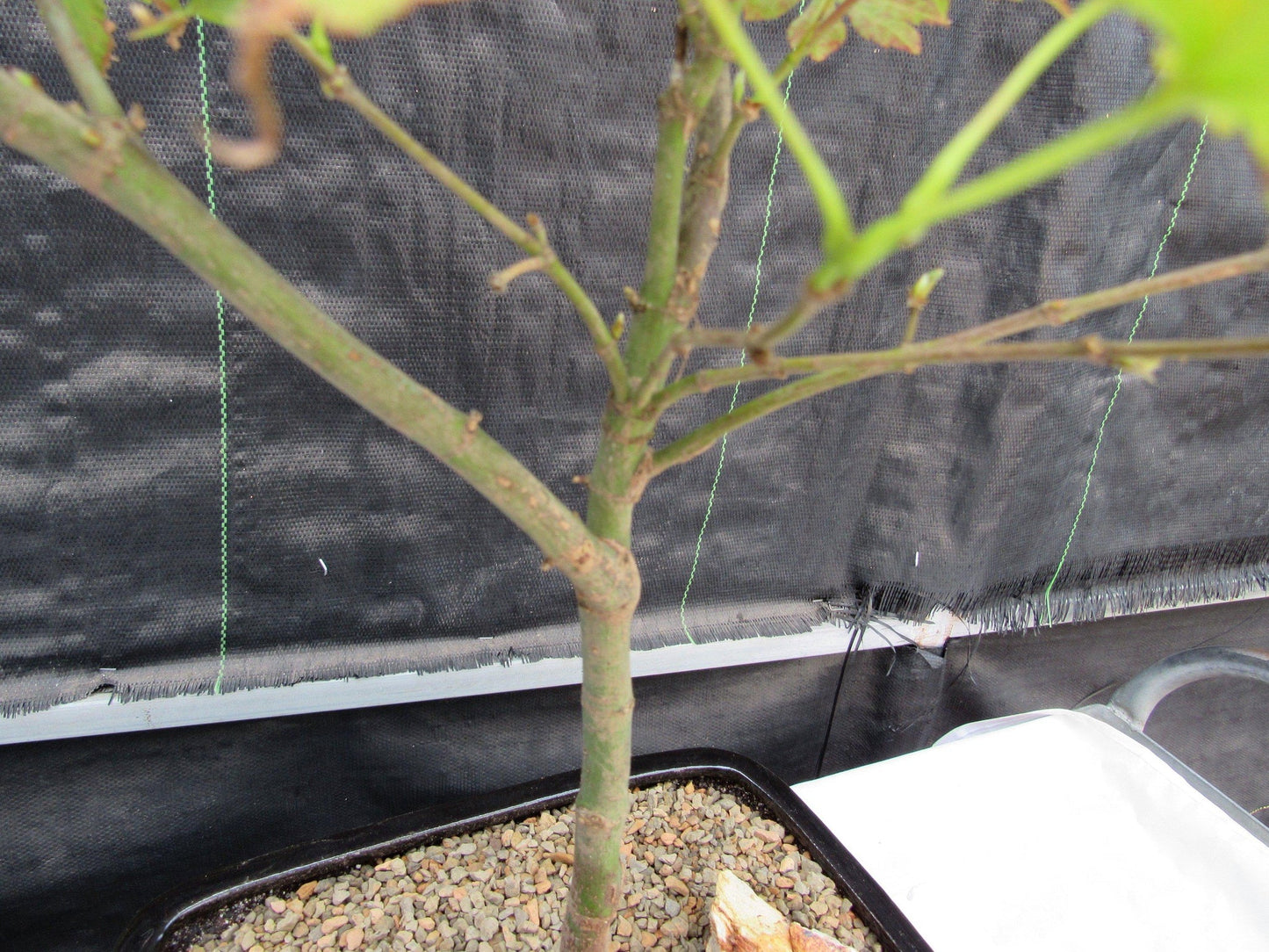 Red Japanese Maple Bonsai Tree