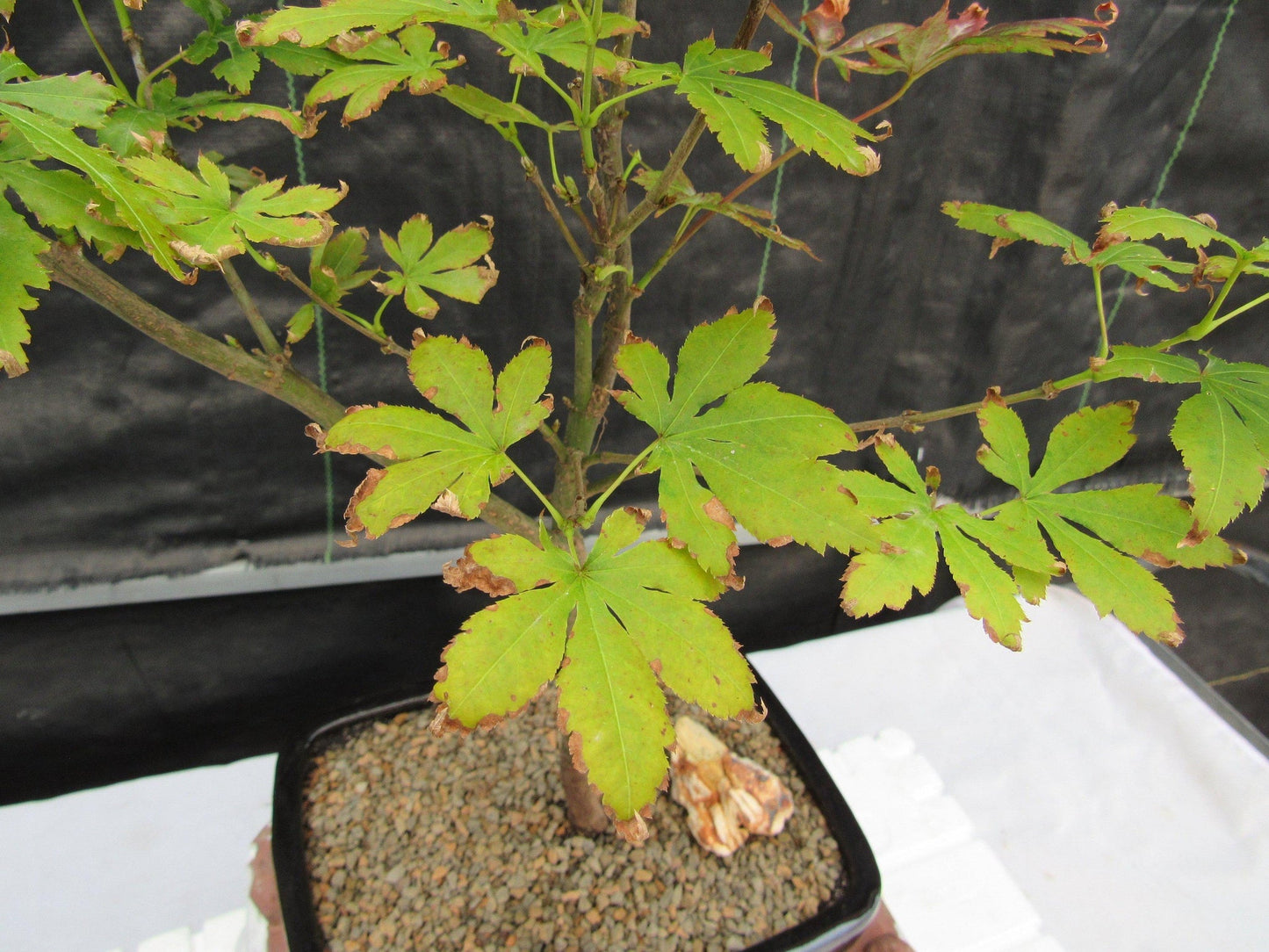 Red Japanese Maple Bonsai Tree