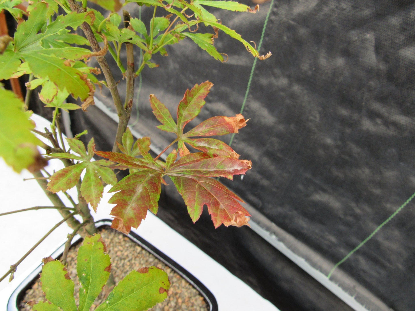 Red Japanese Maple Bonsai Tree