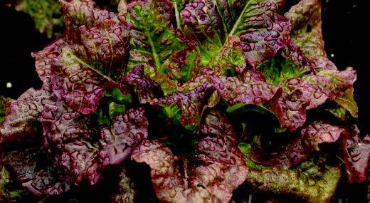 Red Sails Lettuce Seeds