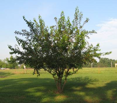 Red Mulberry Tree